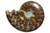 Polished Ammonite (Cleoniceras) Fossil - Madagascar #352362-1